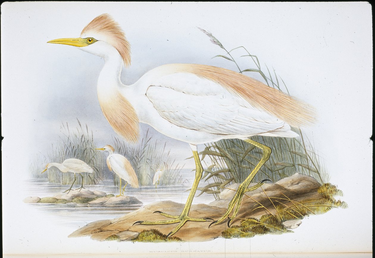 Buff-backed Heron (Bubulcus Rassatus) (håndfarget litho) av John (after) Gould