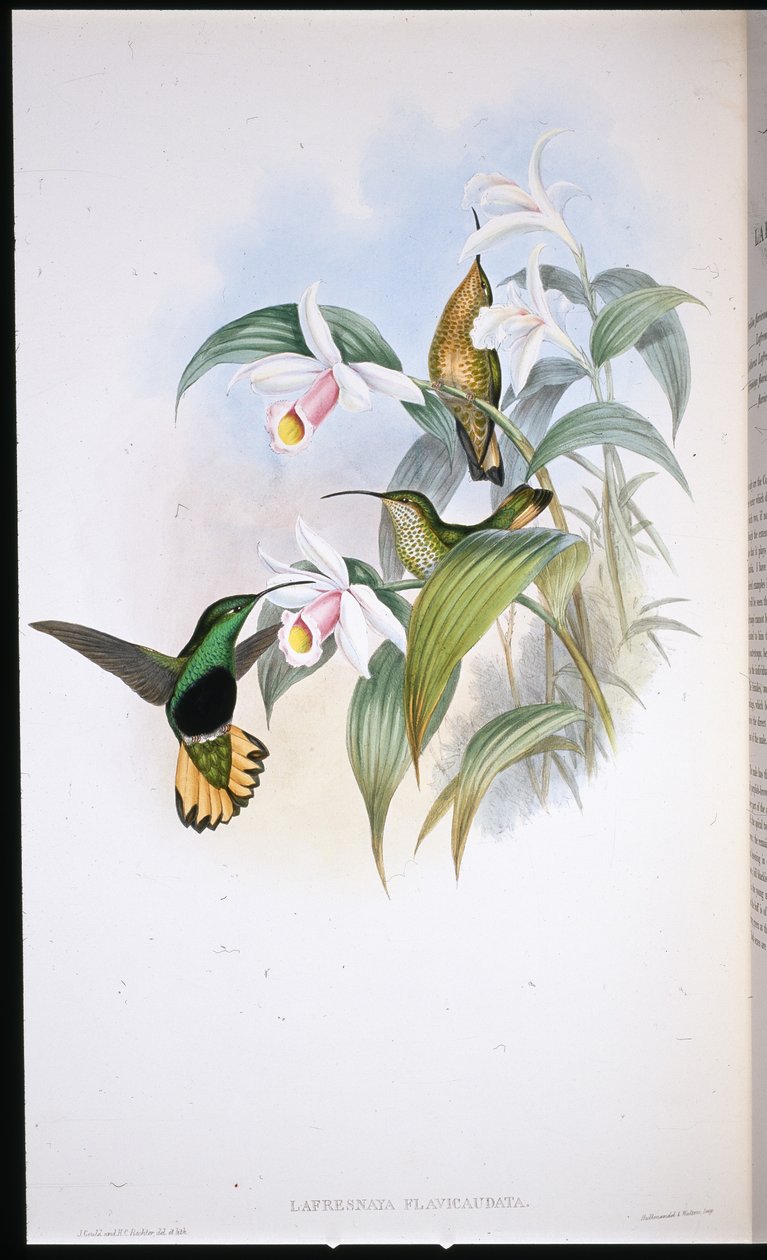 Buff-tailed Velvet-bryst (Lafresnaya Flavicaudata) (håndfarget litho) av John (after) Gould