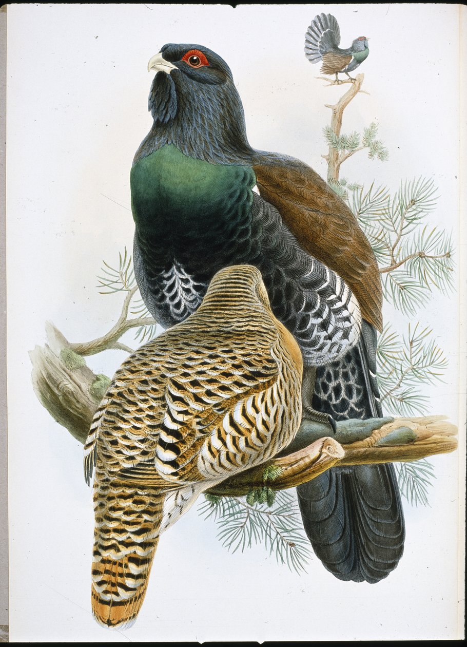 Capercailzie (Tetrao Urogallus) (håndfarget litho) av John (after) Gould