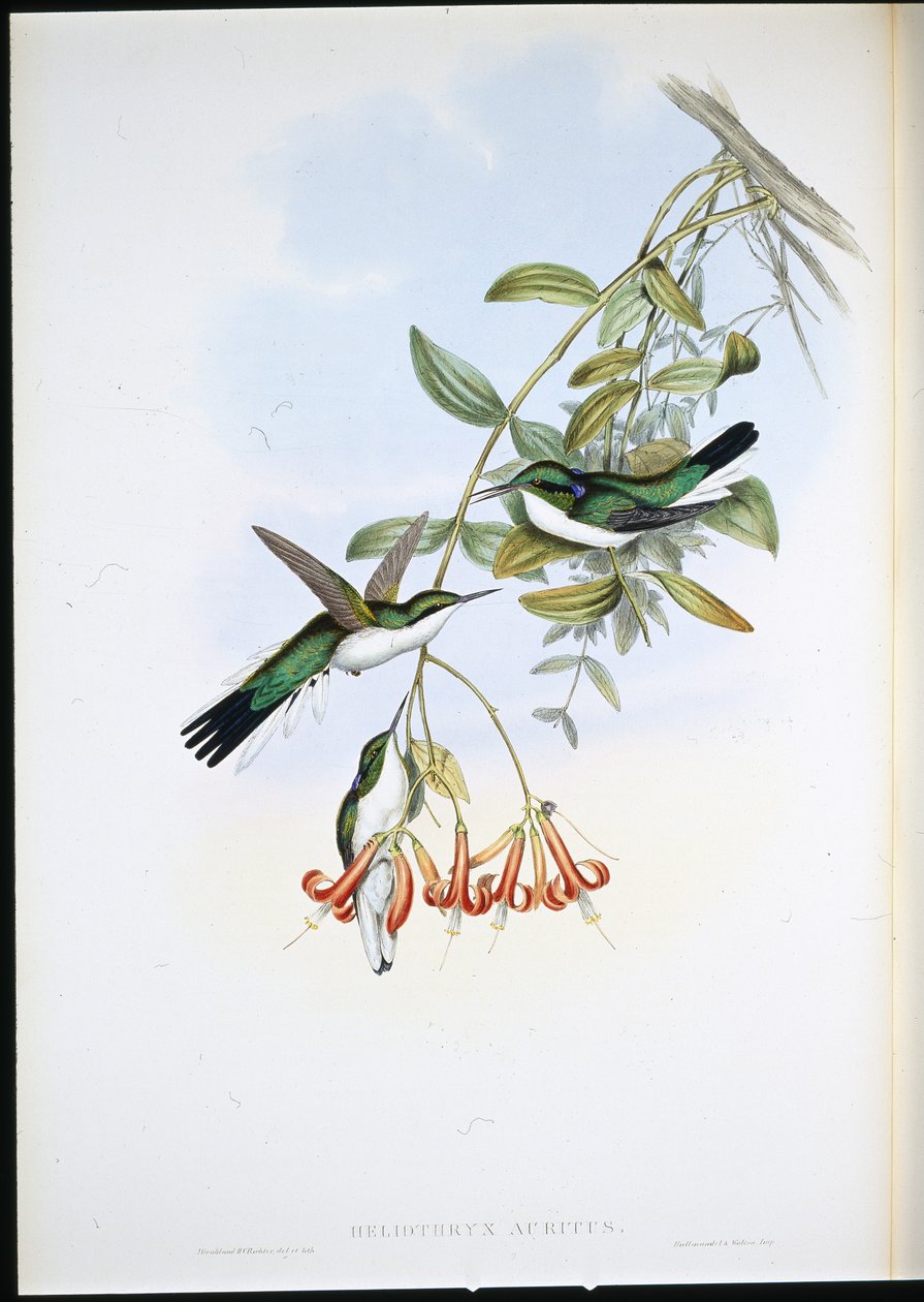 Cayene Fairy (Heliothryx Auritus) (håndfarget litho) av John (after) Gould