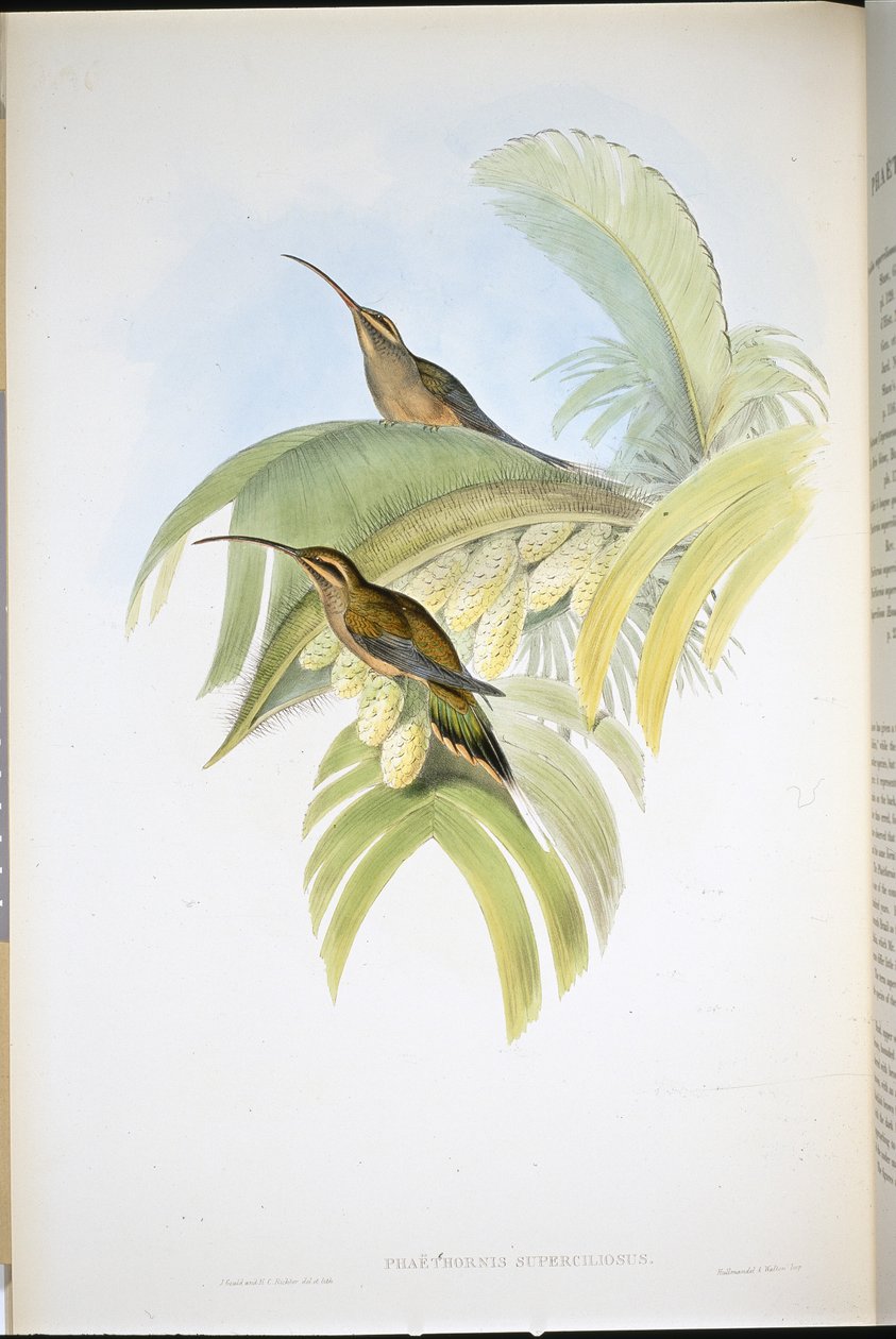 Cayenne Eremitt (Phaethornis Superciliosus) (håndfarget litho) av John (after) Gould