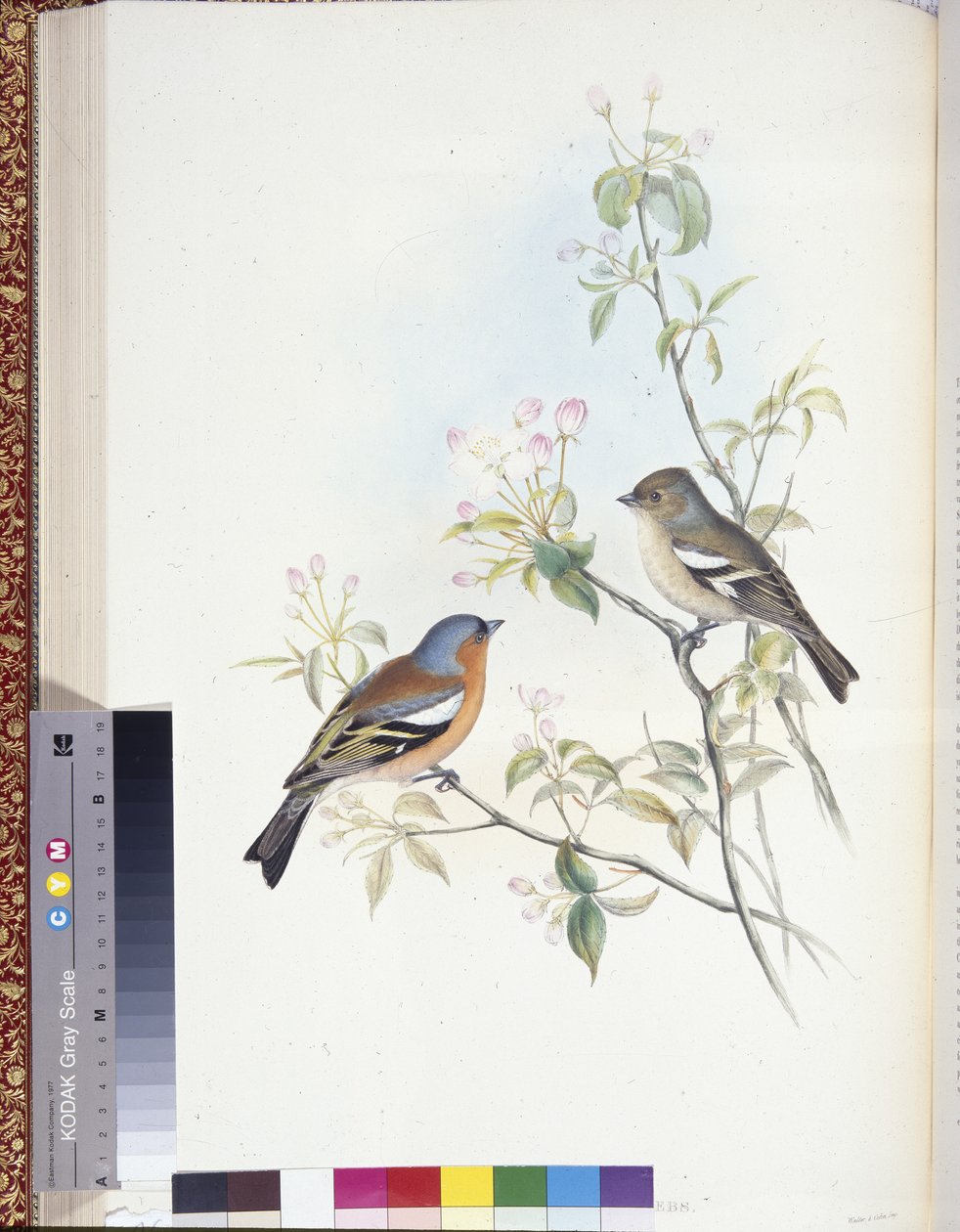 Bokfink (Fringilla Caelebs) (håndfargede medlemmer) av John (after) Gould