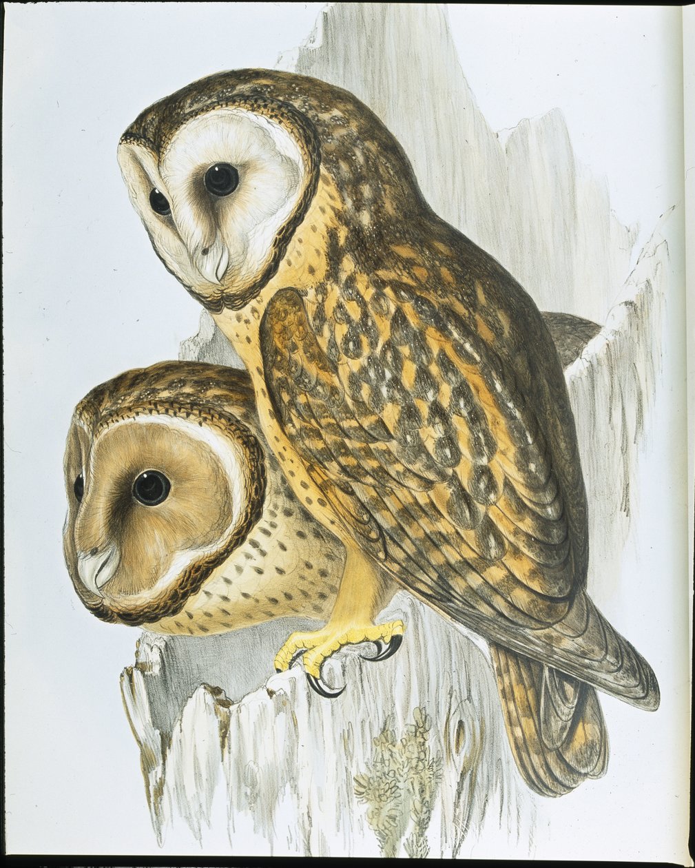 Ugle med kastanje (Strix Castanops) (håndfarget litho) av John (after) Gould