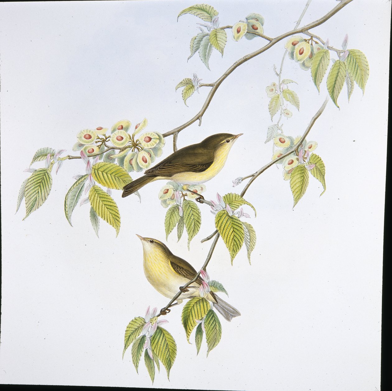 Chiff-Chaff (Phyllopneuste Rufa) (håndfarget litho) av John (after) Gould