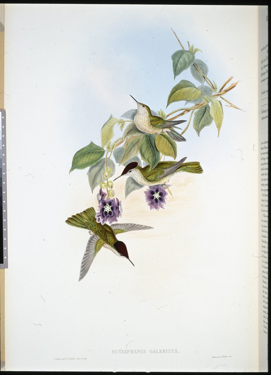 Chiliansk ildkrone (Eustephanus Galeritus) (håndfarget litho) av John (after) Gould