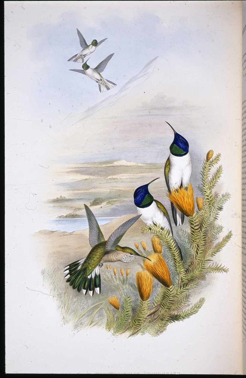 Chimobrazian Hill-Star (Oreotrochilus Chimborazo) (håndfarget litho) av John (after) Gould