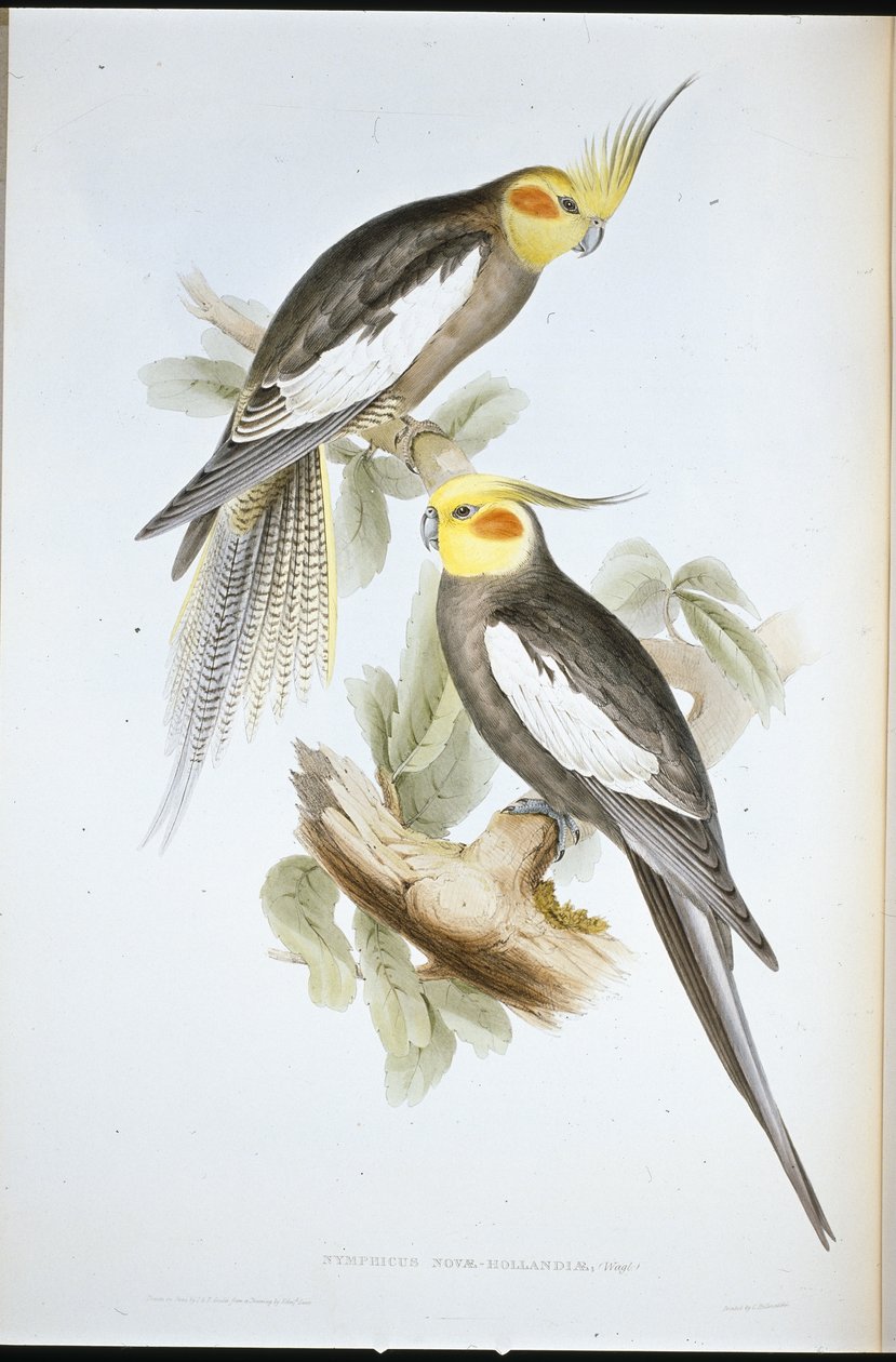 Kakaduparakit (New Holland Nymphicus) (håndfarget litho) av John (after) Gould