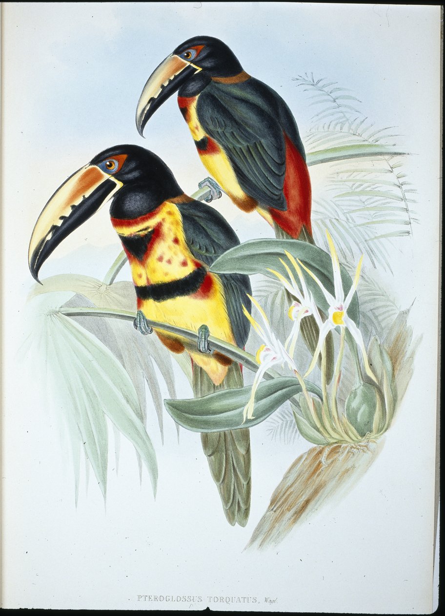 Collared AracariI (Pteroglossus Torquatus) (håndfarget litho) av John (after) Gould