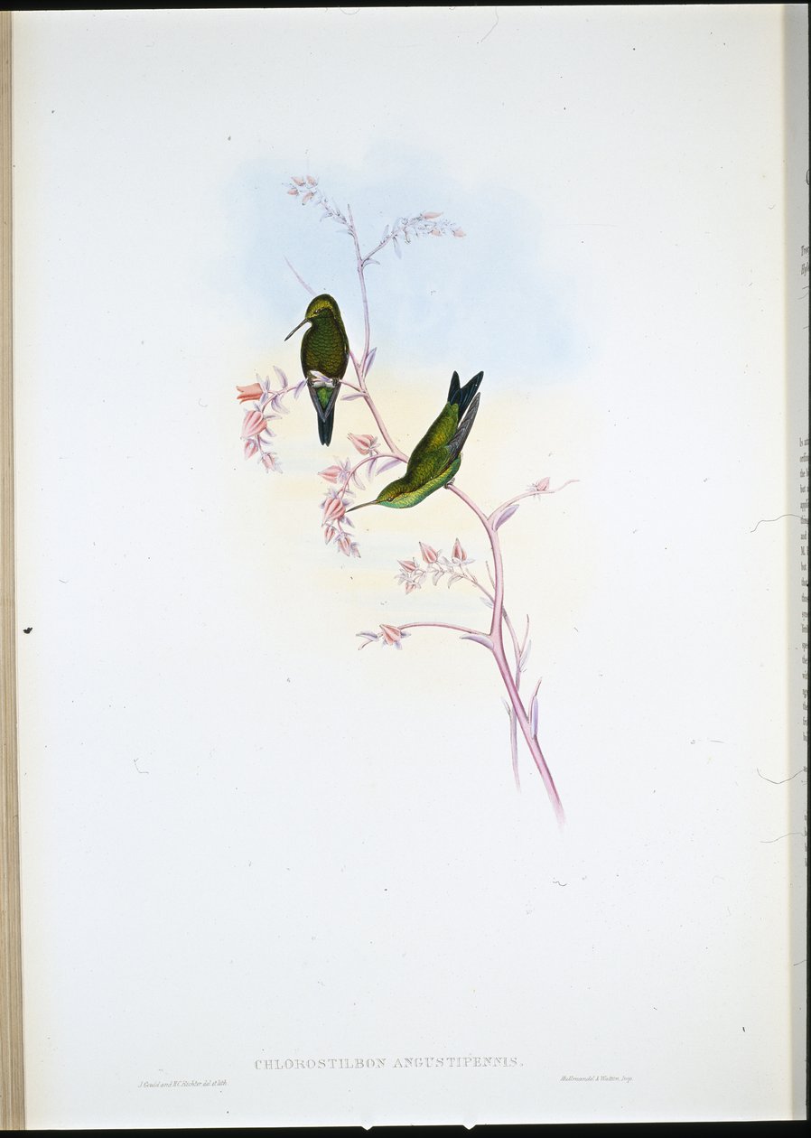 Columbian Emerald (Chlorostilbon Angustipennis) (håndfarget litho) av John (after) Gould