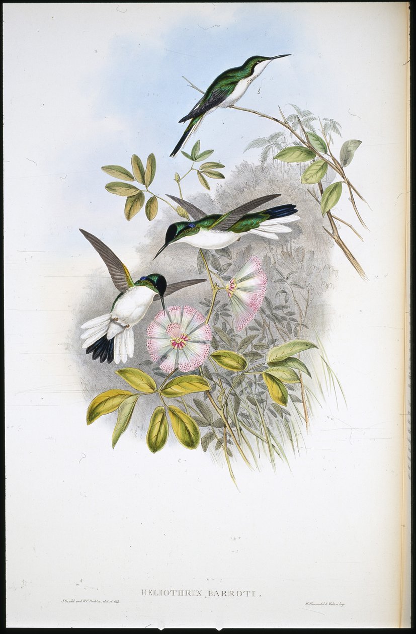 Columbian Fairy (Heliothrix Barroti) (håndfarget litho) av John (after) Gould