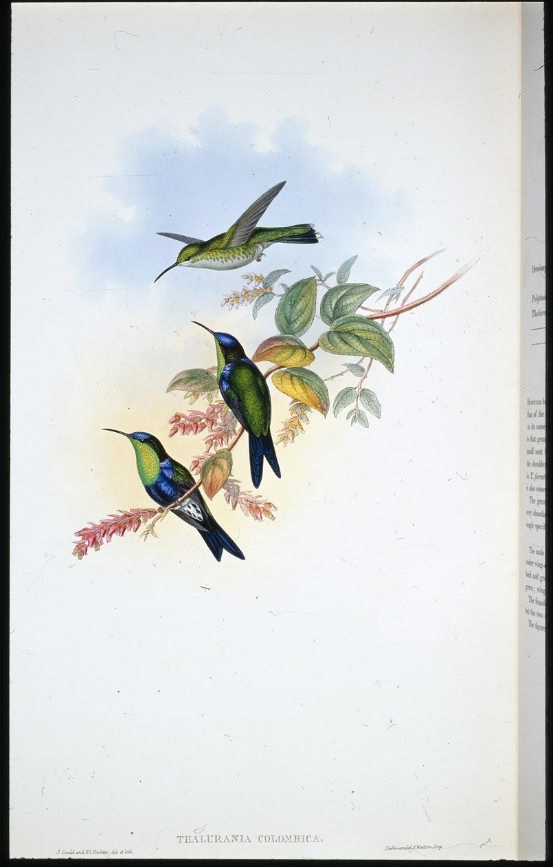 Columbian Panoplites / Coulmbian Wood-nymph (Thalurania Colombica) (håndfarget litho) av John (after) Gould