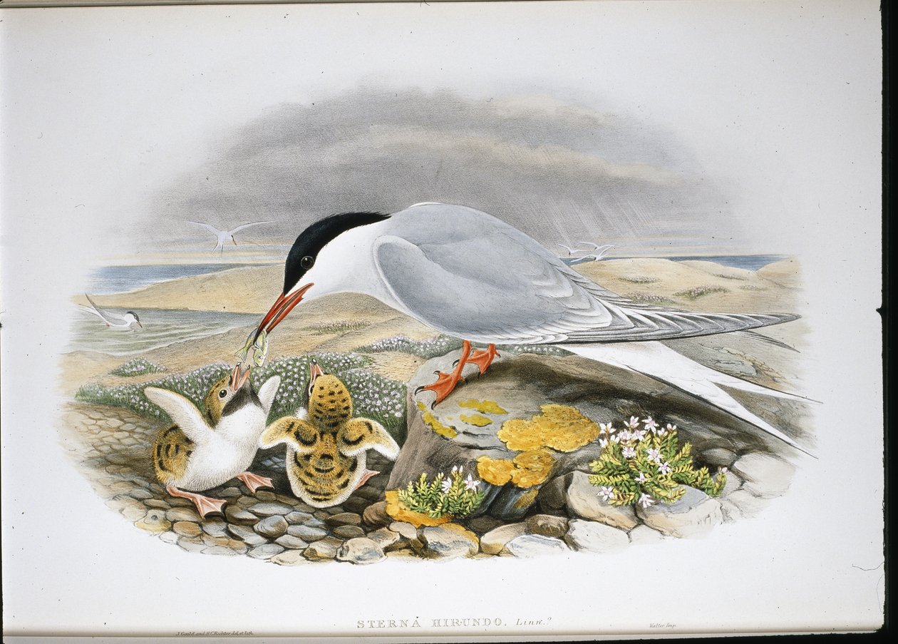Terne (Stera Hirundo) (håndfarget litho) av John (after) Gould