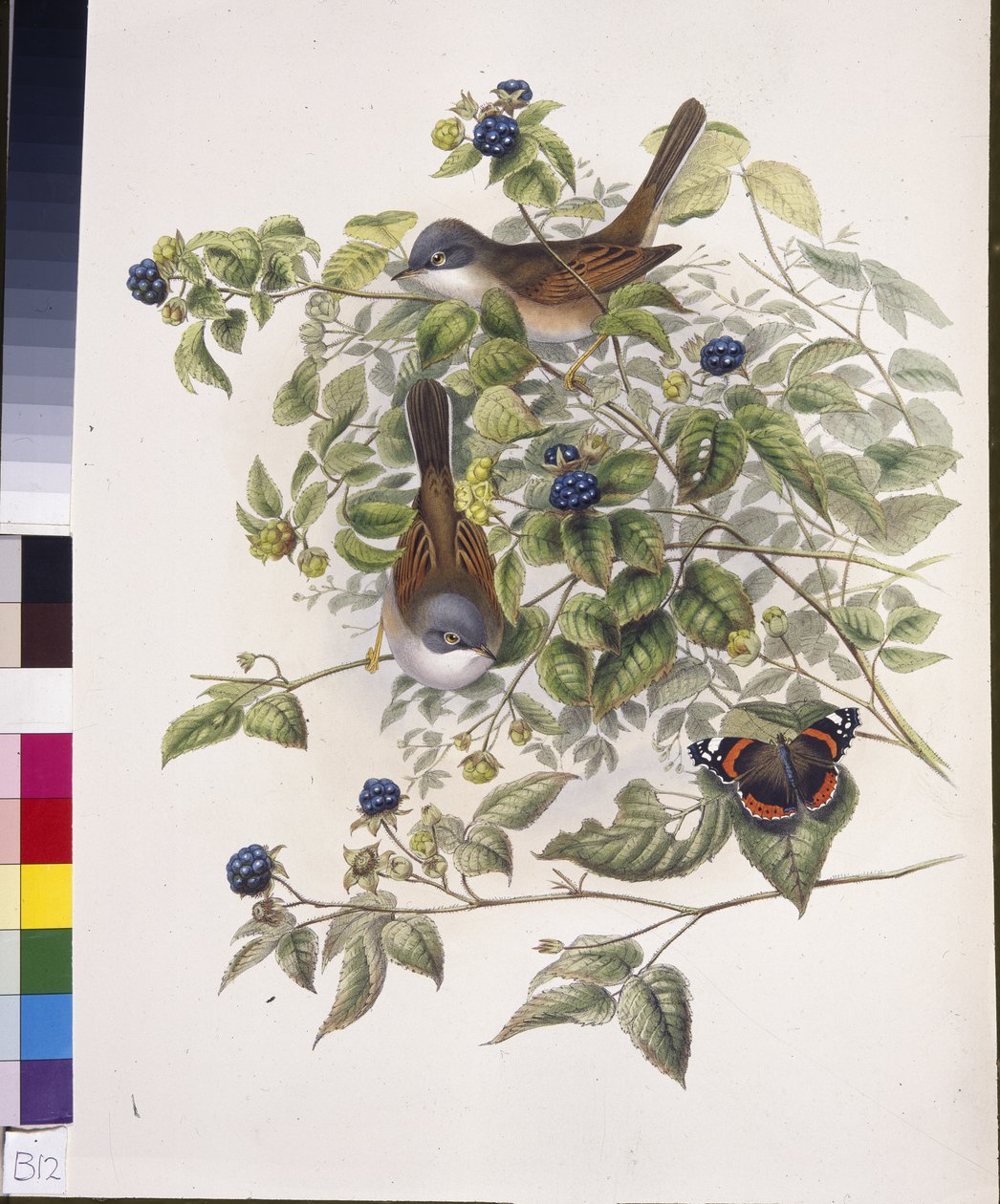 Hvitstrupe (Sylvia communis) (håndfarget litho) av John (after) Gould