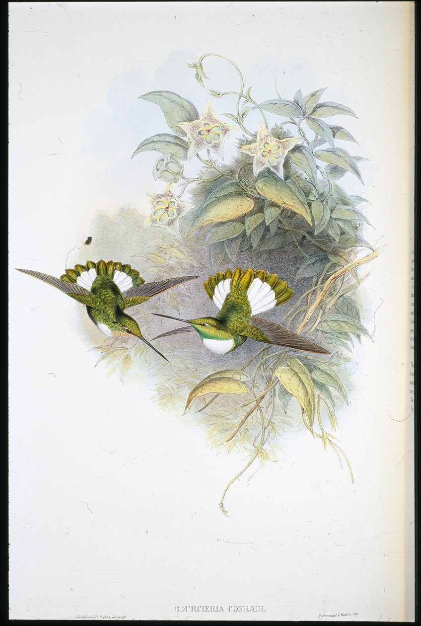Conrads Inca (Bourcieria Conradi) (håndfarget litho) av John (after) Gould