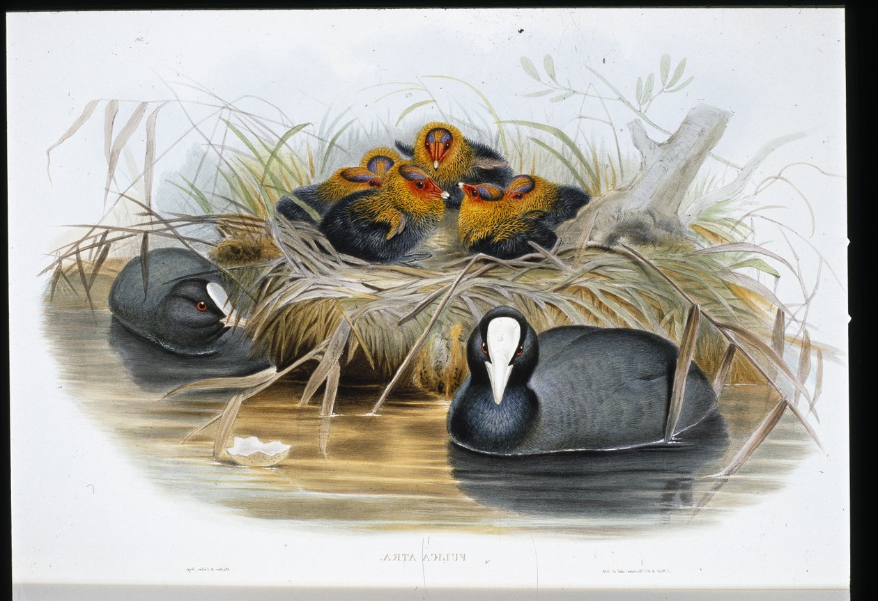 Sothøne (Fulica Atra) (håndfarget litho) av John (after) Gould