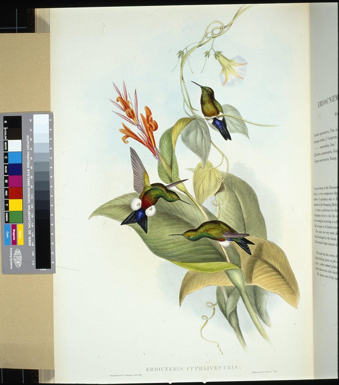 Coppery-bellied Puff Leg (eriocnemis cupreiventris) (håndfarget litho) av John (after) Gould