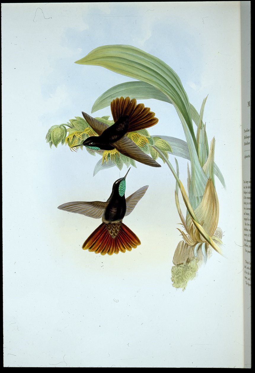 Kobberhale (Metallura Cupreicauda) (håndfarget litho) av John (after) Gould