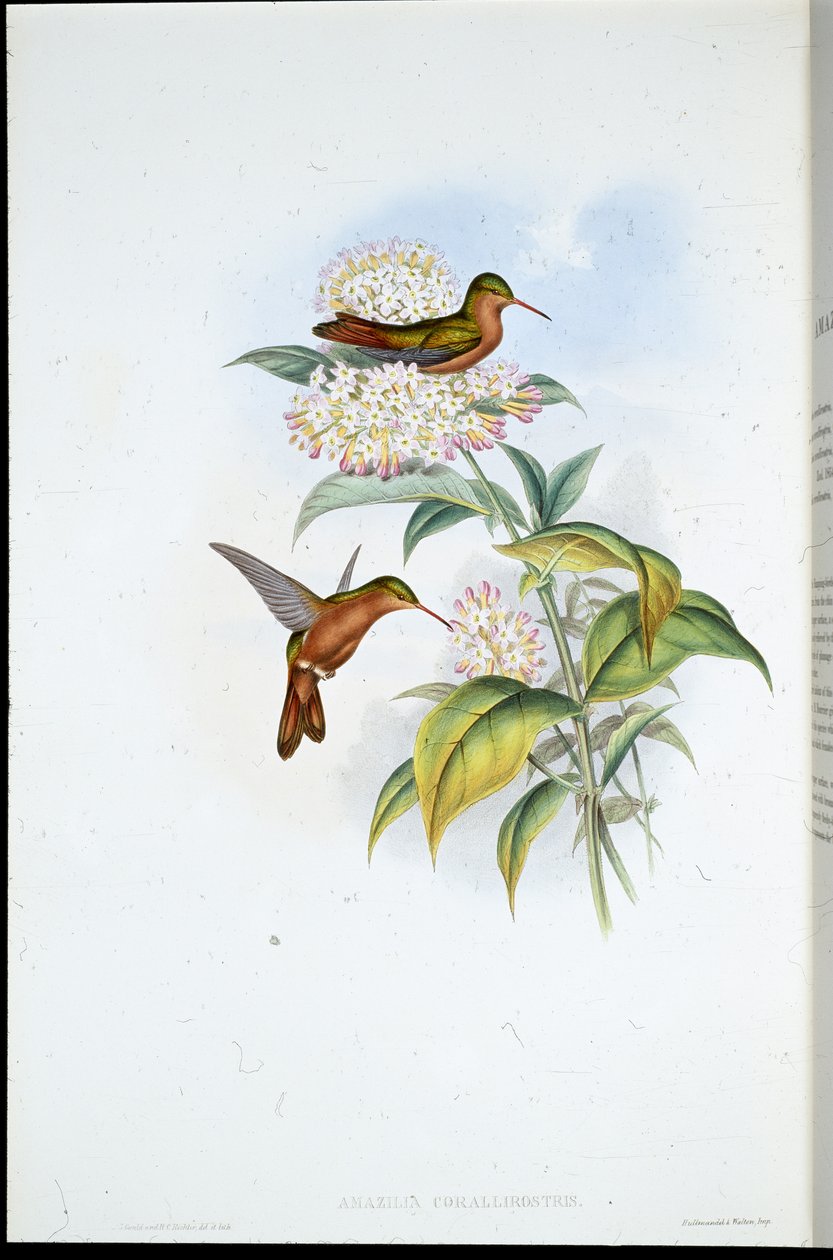 Korallnebb Amazili (Amazilia Corallirostris) (håndfarget litho) av John (after) Gould