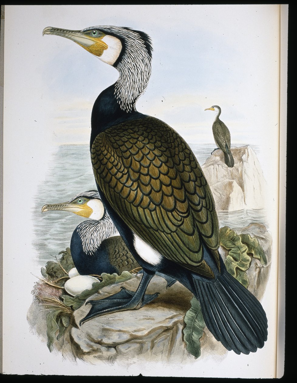 Skarv (Phalacrocorax Carbo) (håndfarget litho) av John (after) Gould
