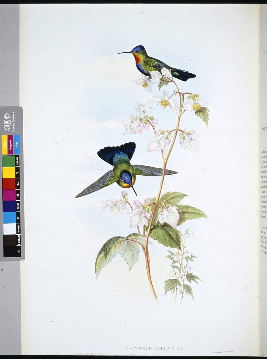 Costa-Ricansk kolibri (Panterpeinsignis) (håndfarget litho) av John (after) Gould