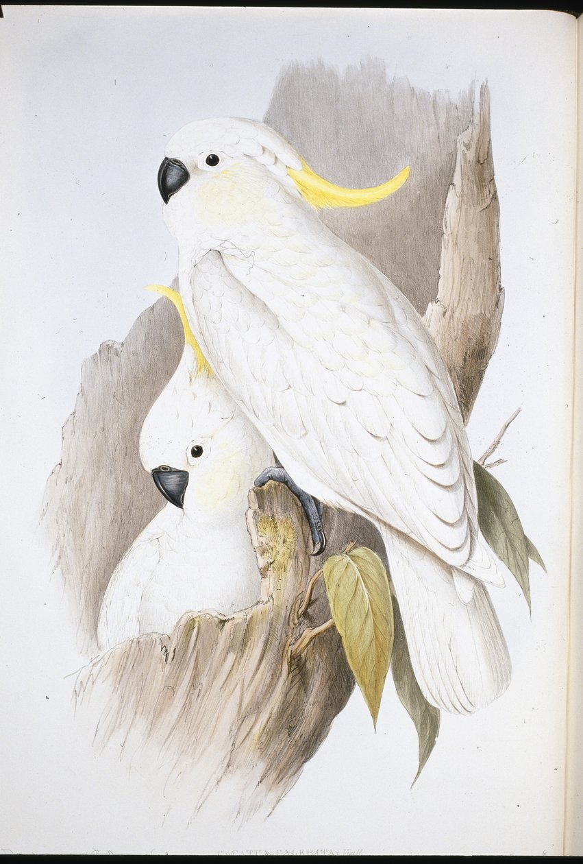Crested Cockatoo (Cacatua Galerita) (håndfarget litho) av John (after) Gould