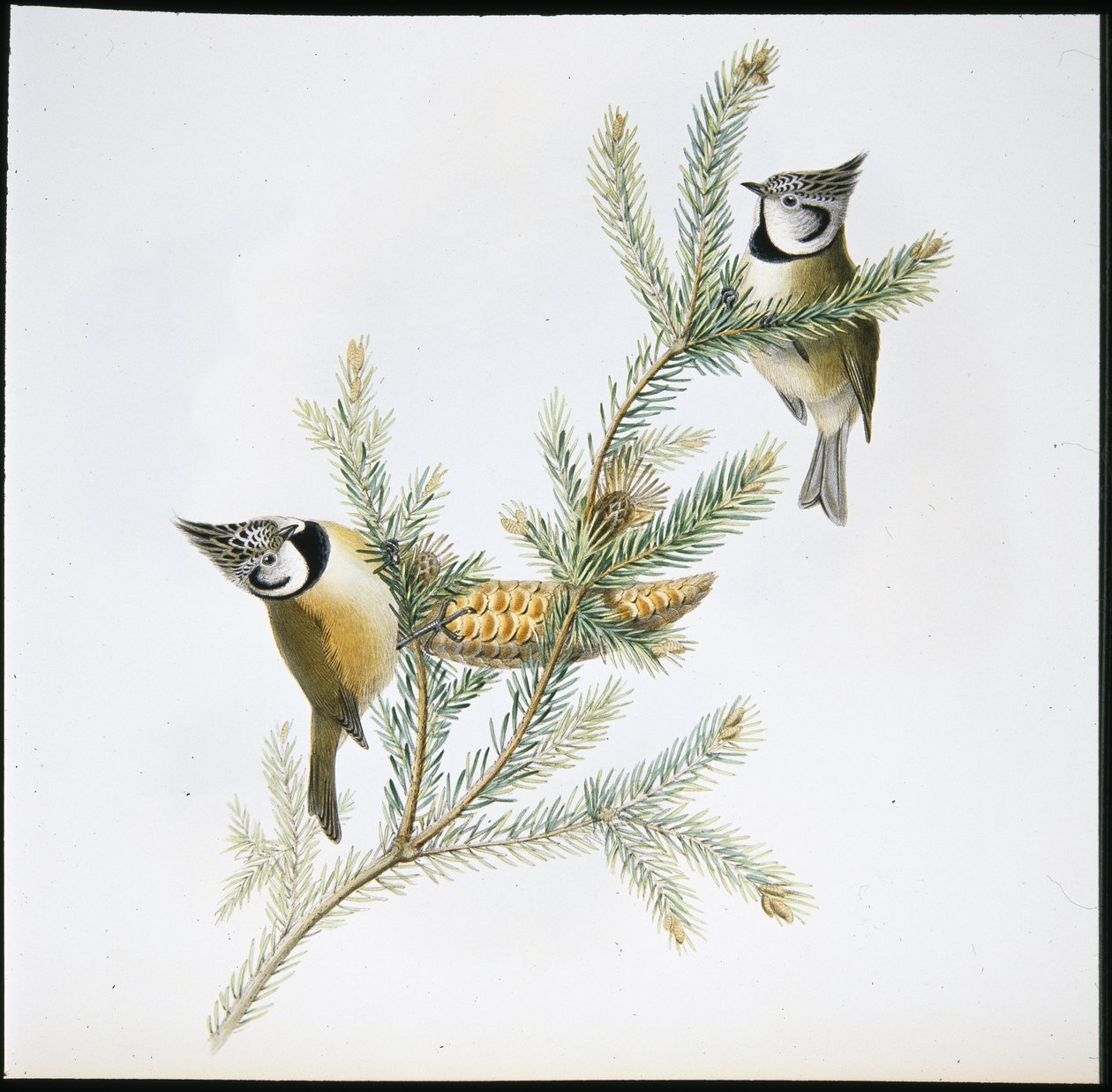 Toppmeis (Parus Cristatus) (håndfarget litho) av John (after) Gould