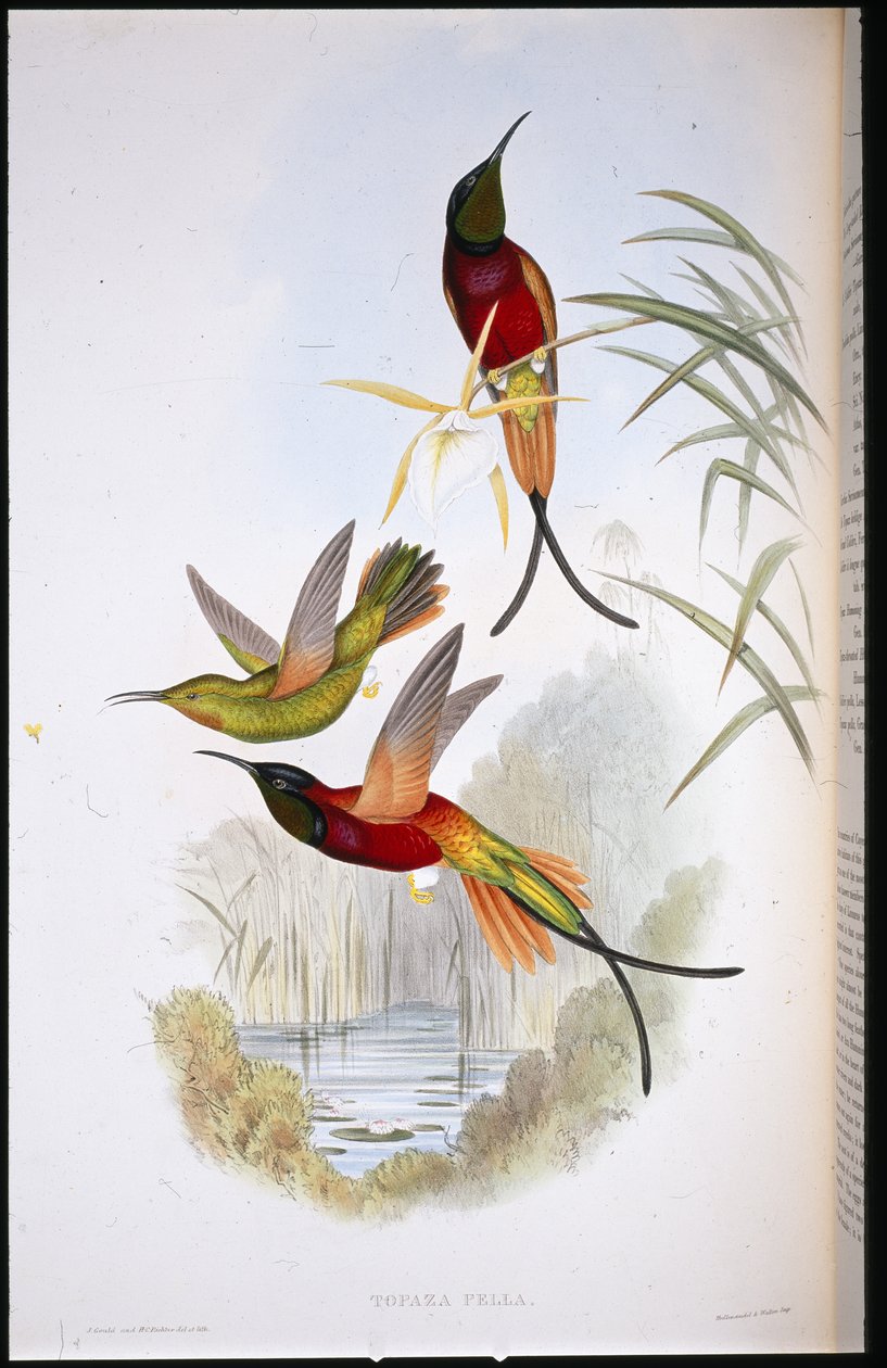 Crimson Topaz (Topaza Pella) (håndfarget litho) av John (after) Gould