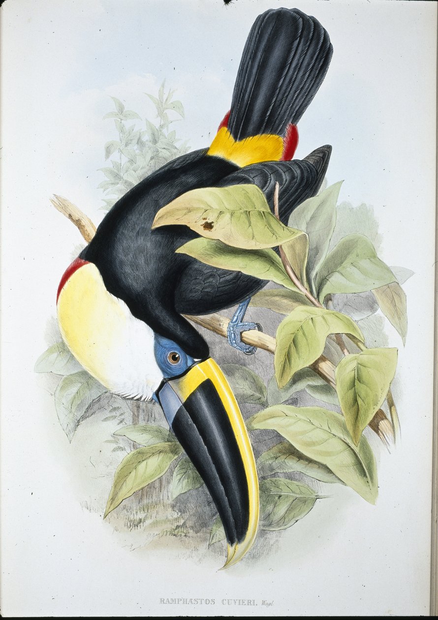 Cuviers tukan (Ramphastos Cuvieri) (håndfarget litho) av John (after) Gould