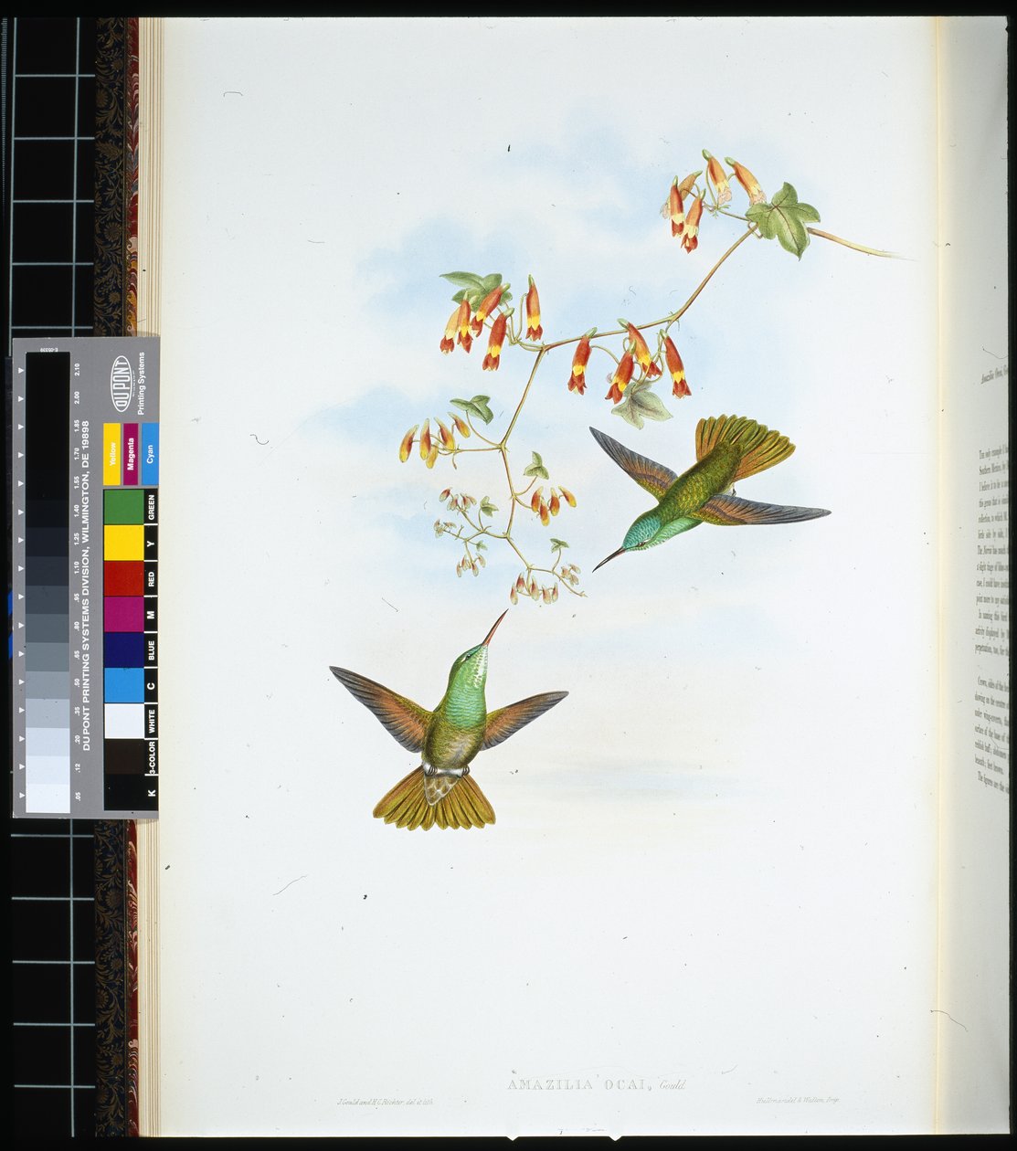 D'Oca's Amazilia (amazilia ocai) (håndfarget litho) av John (after) Gould