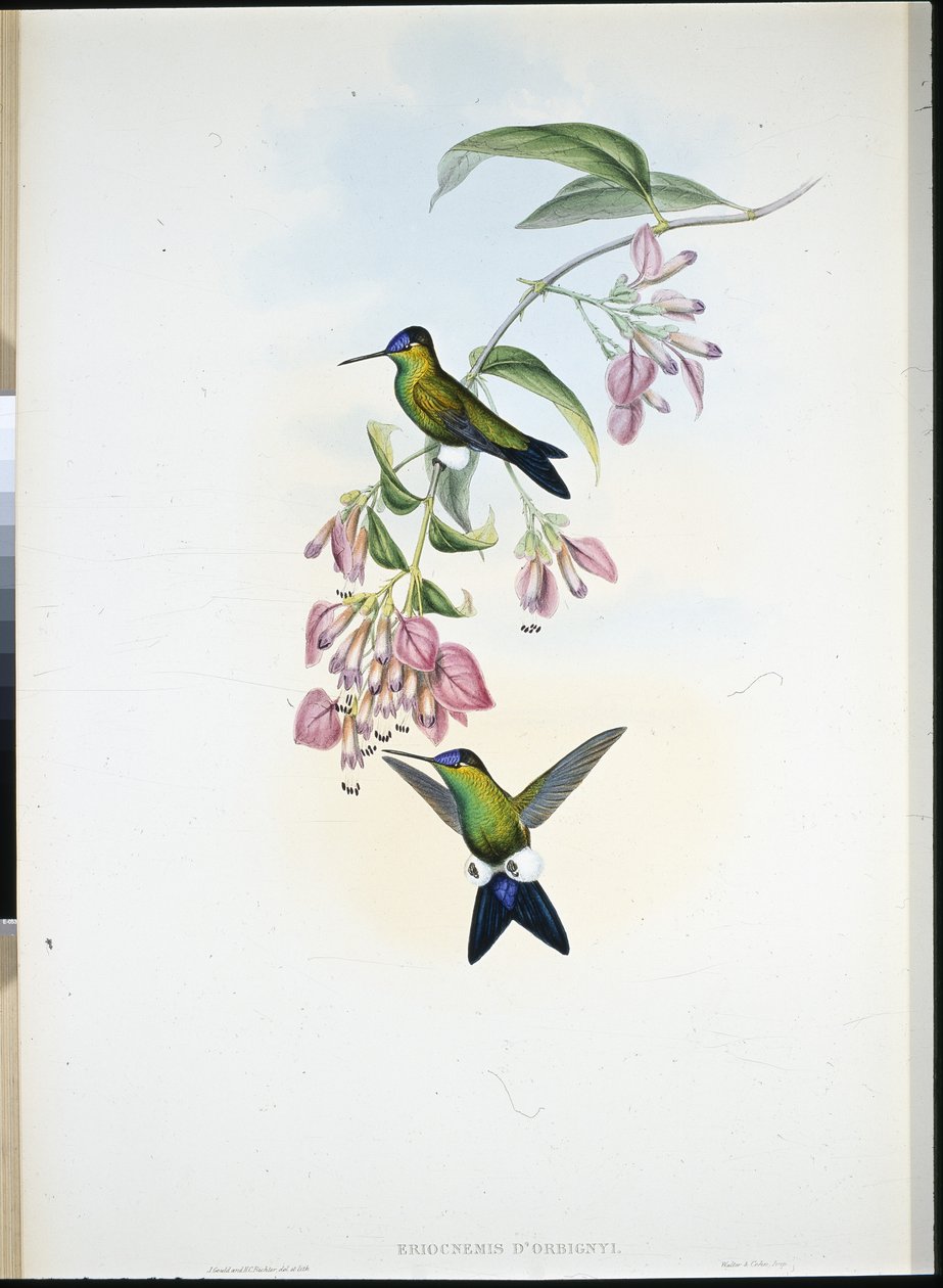 D'Ordigny's Puff-leg (Eriocnemis D'Orbignyi) (håndfarget bilde) av John (after) Gould