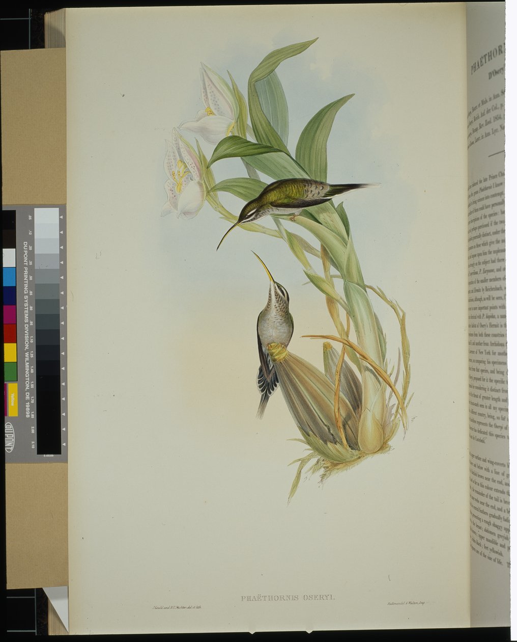 D'Oserys eremitt (phaethornis oseryi) (håndfarget litho) av John (after) Gould