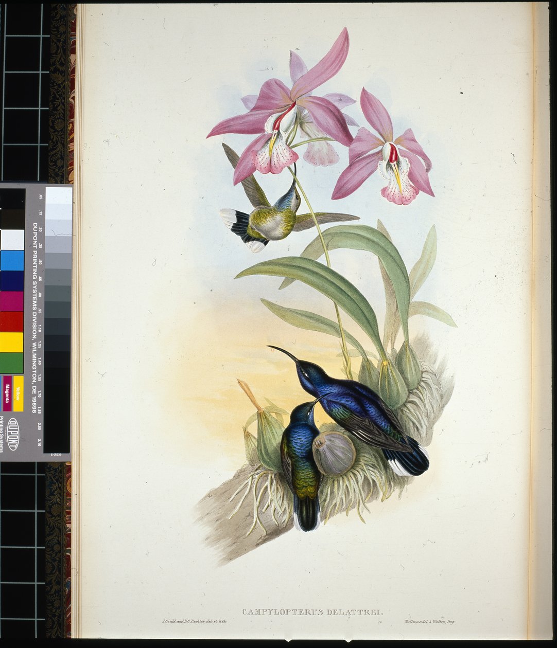 De-Lattre's Sabre-wing (campylopterus Delattrei) (håndfarget litho) av John (after) Gould