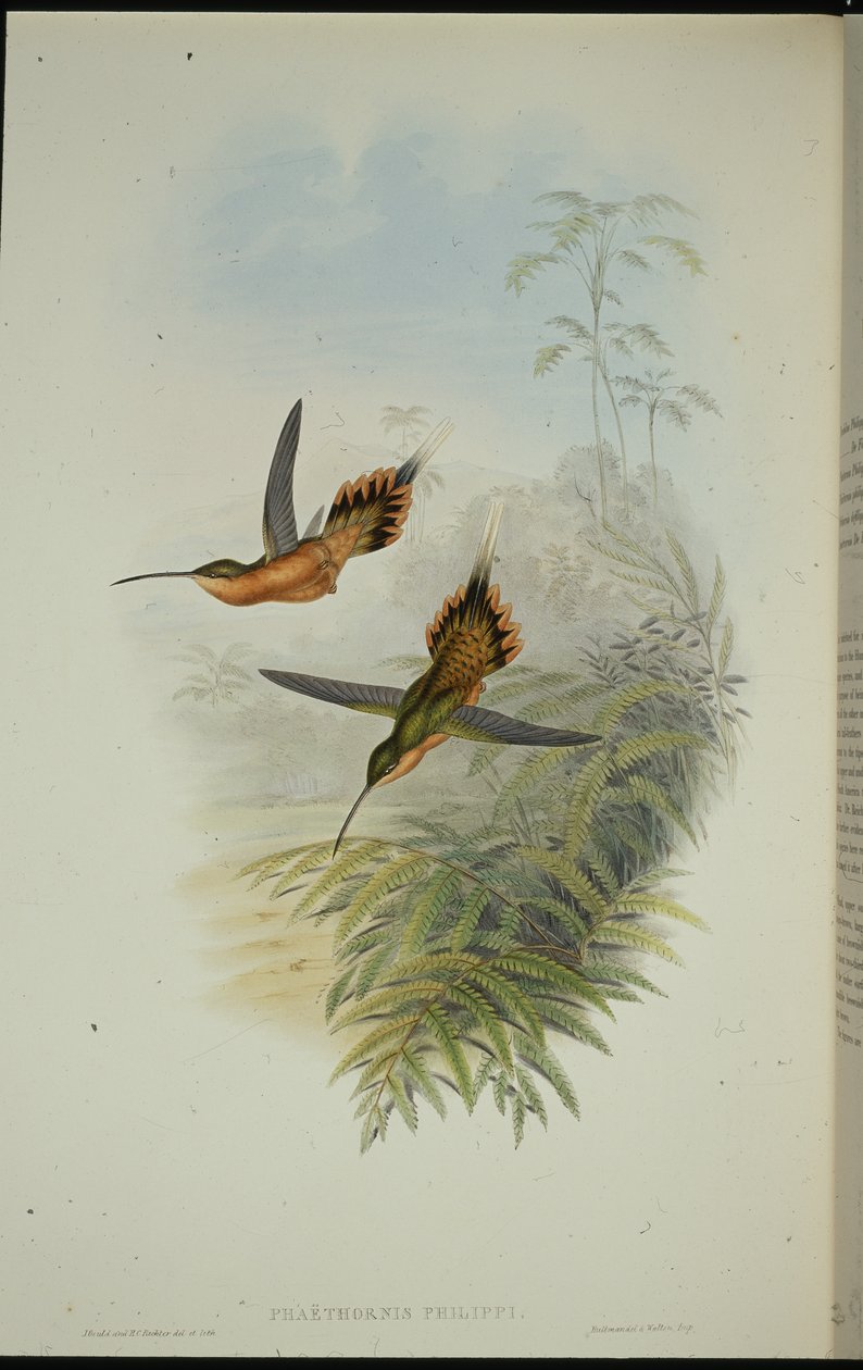De Fillipis eremitt (Phaethornis Philippi) (håndfarget litho) av John (after) Gould
