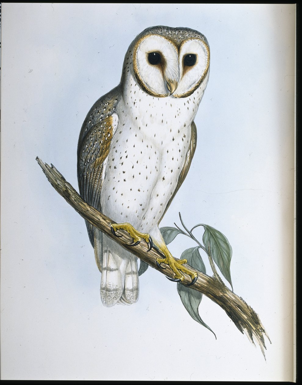 Delikat ugle (Strix Delicatulis) (håndfarget litho) av John (after) Gould