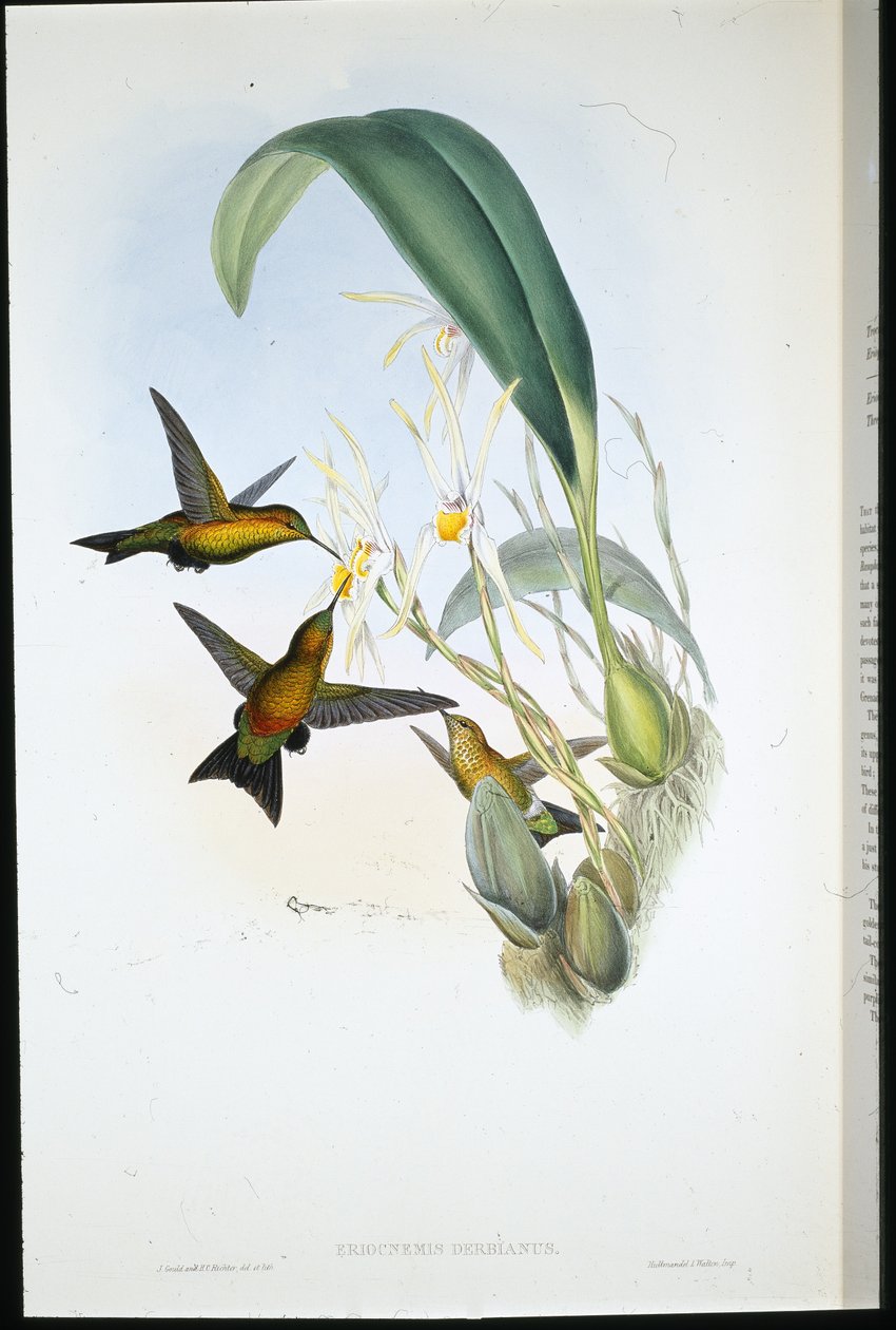 Derby's Puff-leg (Eriocnemis Derbianus) av John (after) Gould