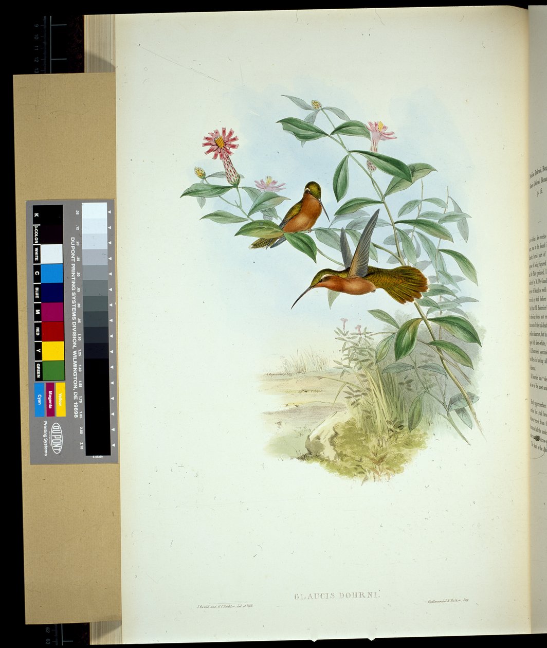 Dohrns eremitt (glaucus Dohrni) (håndfarget litho) av John (after) Gould