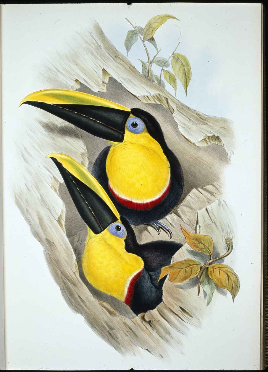Tvilsom tukan (Ramphastos Ambiguus) (håndfarget litho) av John (after) Gould