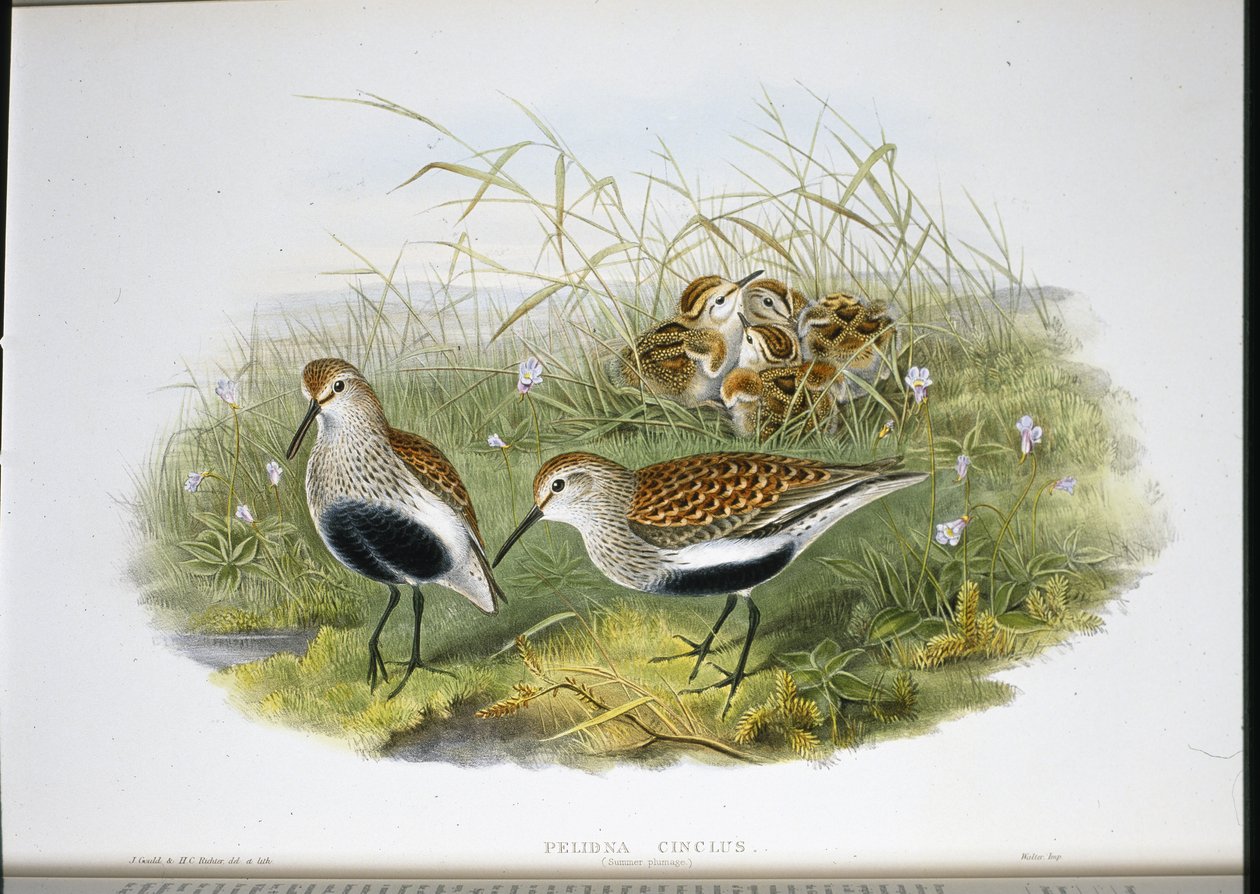 Dunlin (Pelidna Cinclus) (håndfarget litho) av John (after) Gould