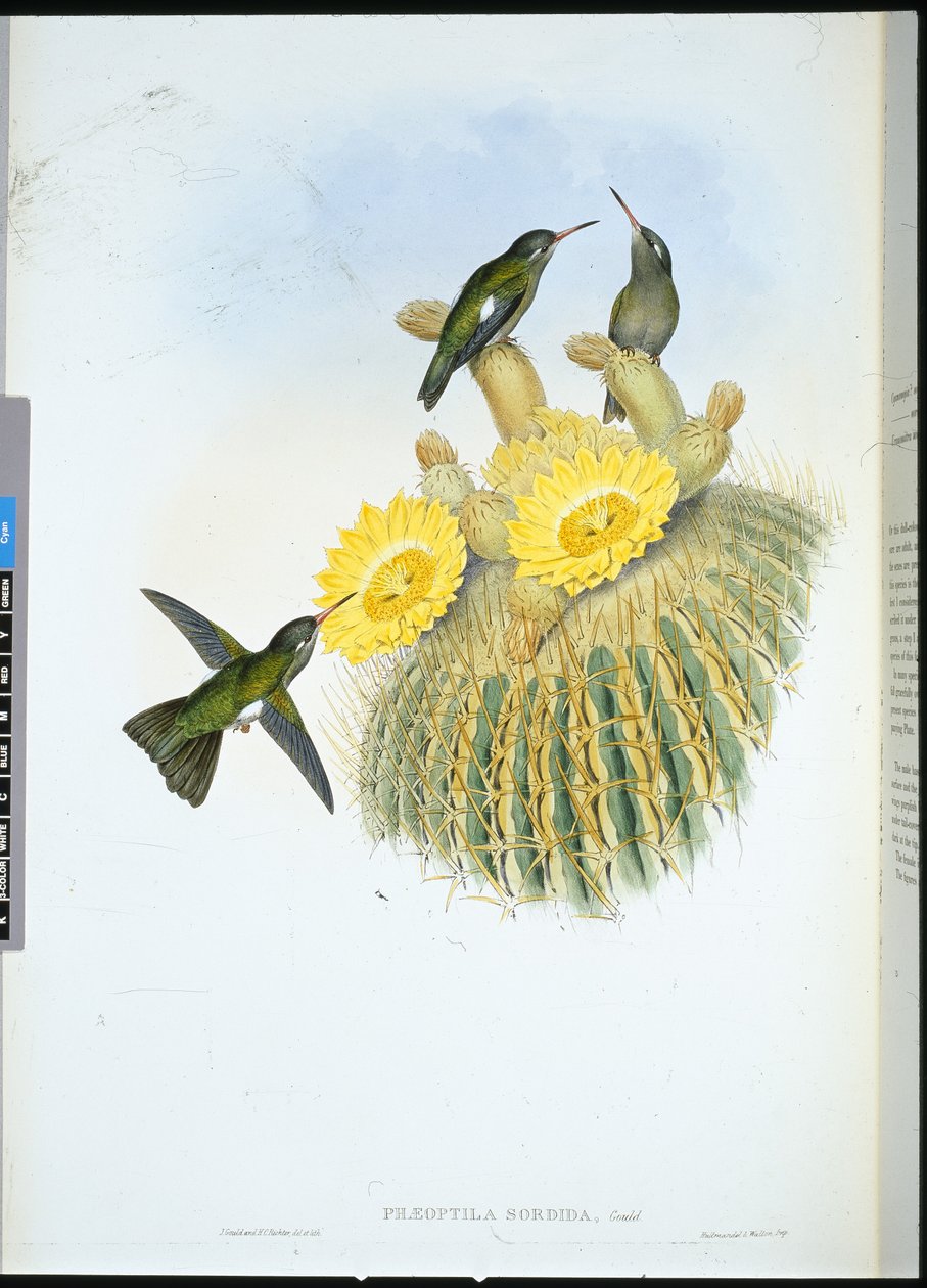 Dusky Humming Bird (Phaeoptila Sordida) (håndfarget litho) av John (after) Gould
