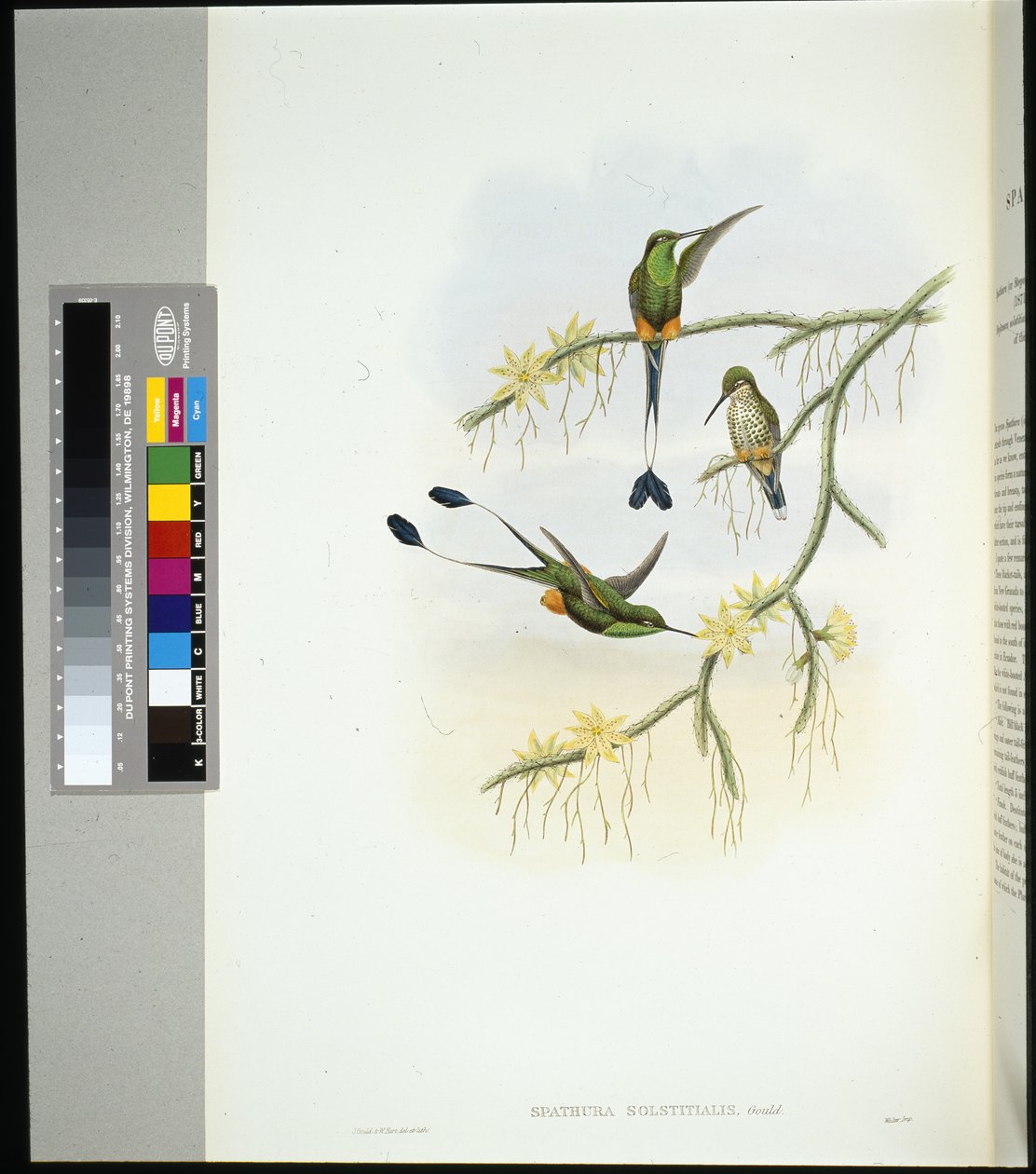Ecuador Racket-hale (spathura solstitialis) (håndfarget litho) av John (after) Gould