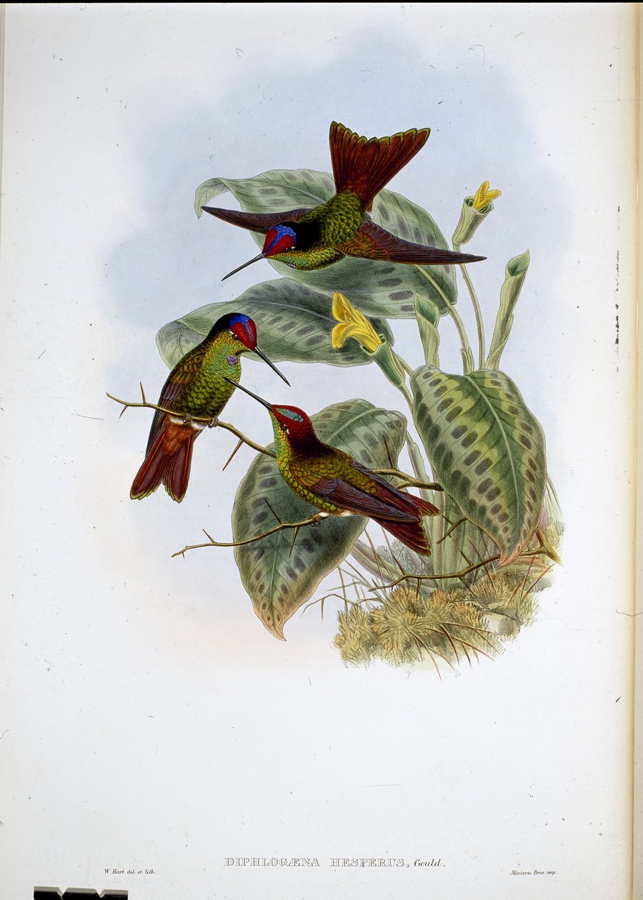 Ecuadoriansk regnbue (Diphagane Hesperus) (håndfarget litho) av John (after) Gould