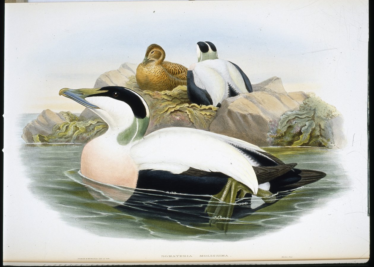 Ærfugl (Somateria Mollissima) (håndfarget litho) av John (after) Gould