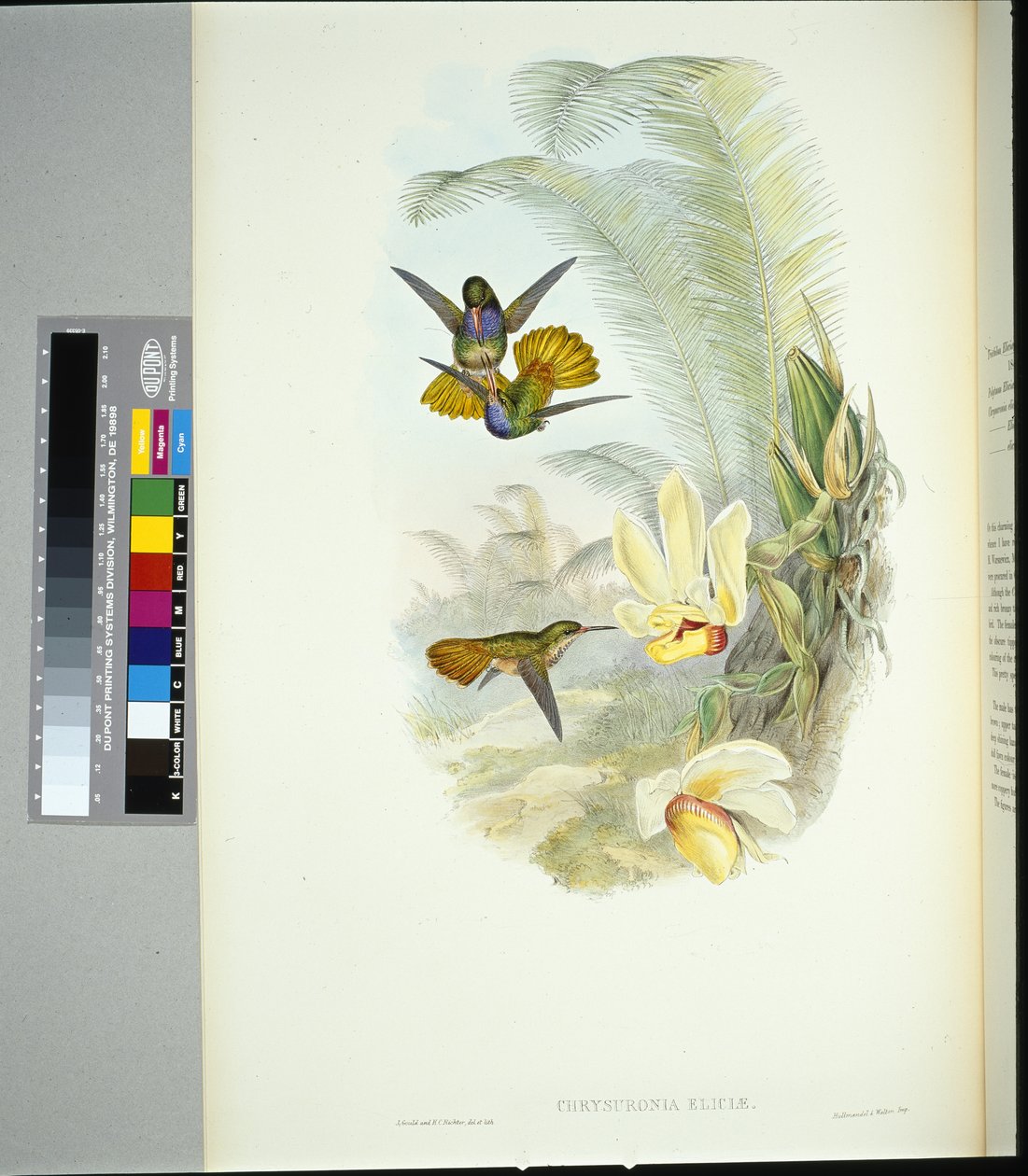 Elicias gylne hale (chrysuronia eliciae) (håndfarget litho) av John (after) Gould