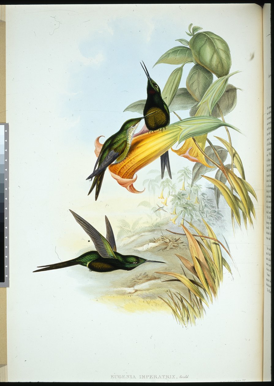Keiserinne Humming-bird (Eugenia Imperatrix) (håndfarget litho) av John (after) Gould