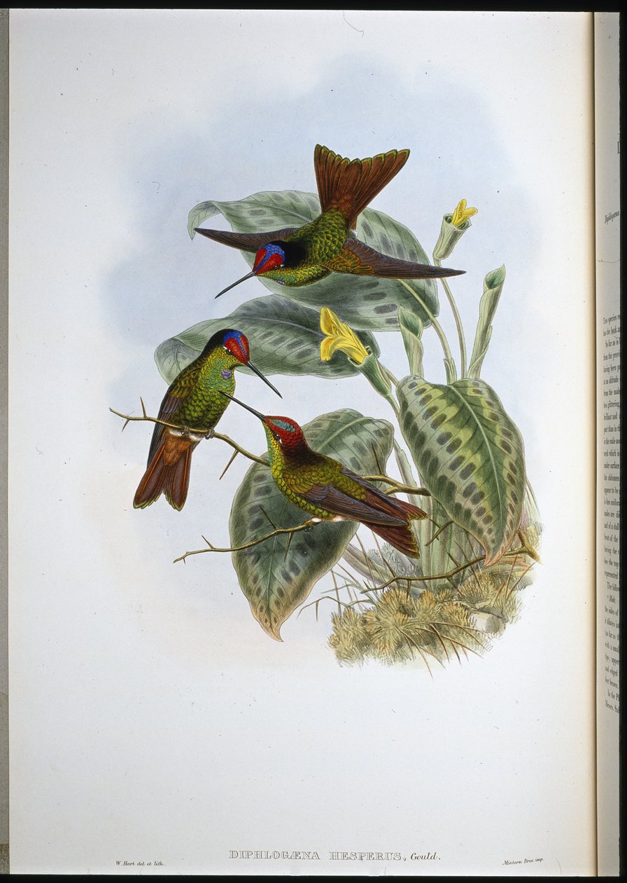 Equadorean Rainbow (Diphlogaena Hesperus) (håndfarget litho) av John (after) Gould