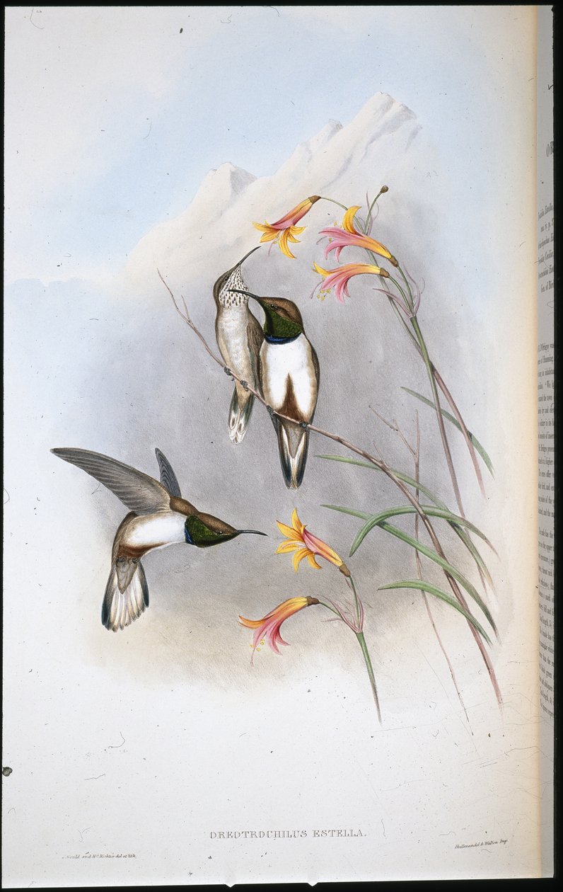 Estellas bakkestjernekolibri (Oreotrochilus Estella) (håndfarget litho) av John (after) Gould