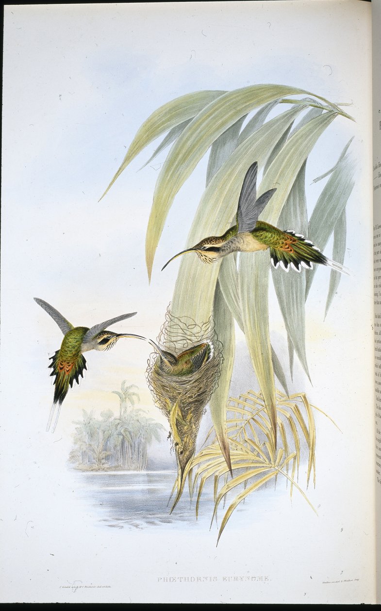 Eurynome Eremitt (Phaethornis Eurynome) (håndfarget litho) av John (after) Gould