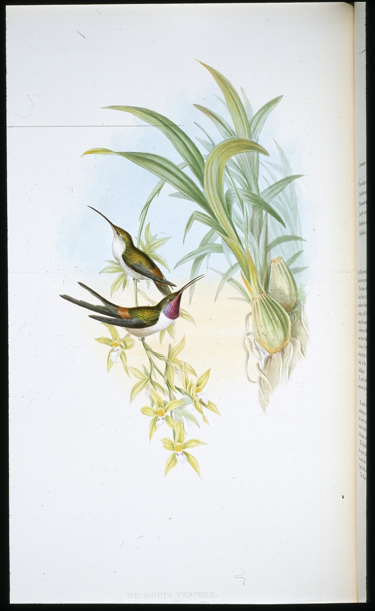 Kveldskolibri (Rhodopis Vespera) (håndfarget litho) av John (after) Gould