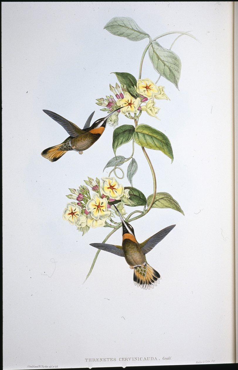 Fawn-tailed Pigghals-kolibri (Threnetes Cervinicauda) (håndfarget litho) av John (after) Gould