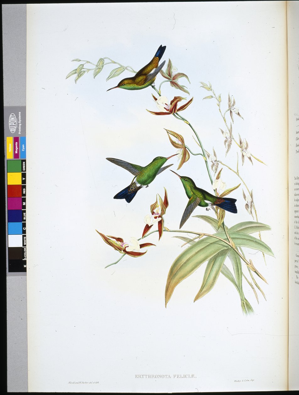 Felicias erythronote (Erythronota Feliciae) (håndfarget litho) av John (after) Gould